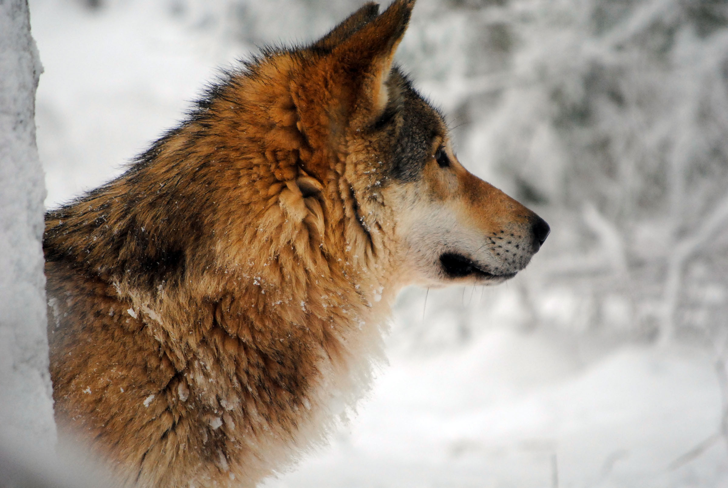 Wolf in den Alpen.